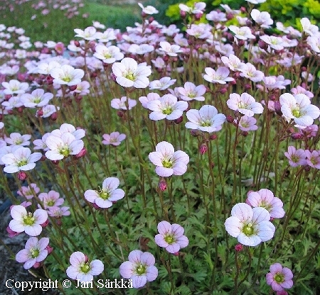  Saxifraga Arendsii-Ryhm 'Rosea'